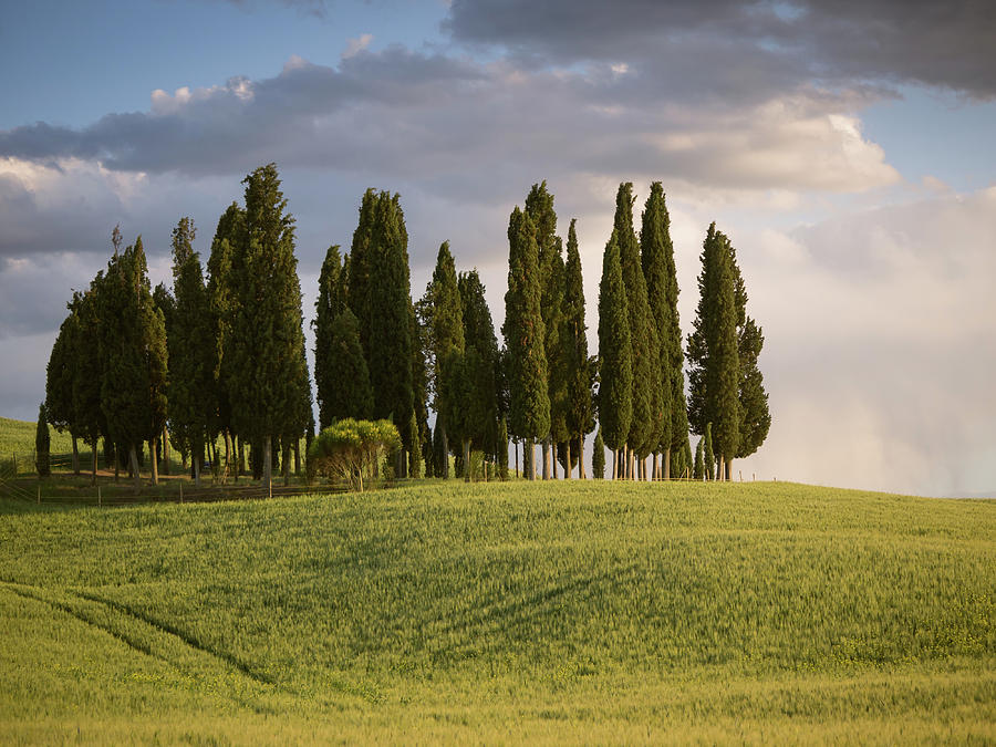 Group of cypress trees at dusk Photograph by Tosca Weijers