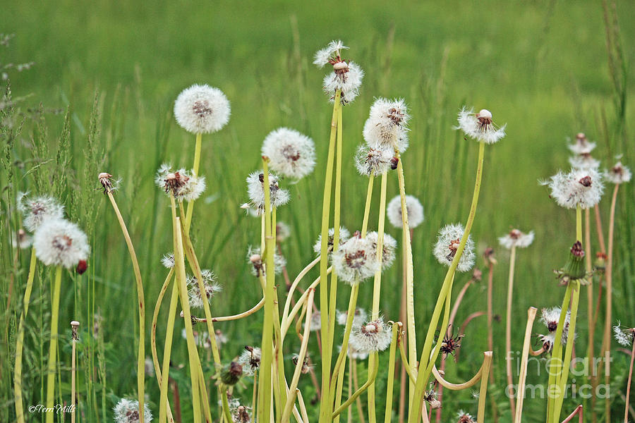 Group of Dandelion Weeds Photograph by Terri Mills