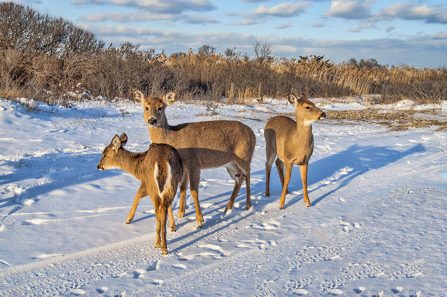 Group of Deer  Photograph by Cathy Kovarik