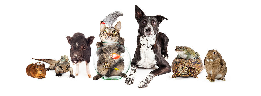Group of Domestic Pets Sitting Together Photograph by Good Focused Group of Domestic Pets Sitting Together Photograph by Good Focused