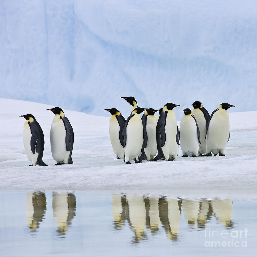 Group Of Emperor Penguins Photograph by Jean-Louis Klein & Marie-Luce Hubert