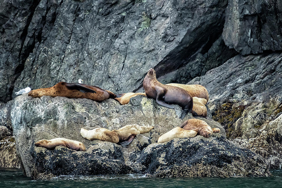 Group of Female Sea Lions and Young Photograph by Belinda Greb