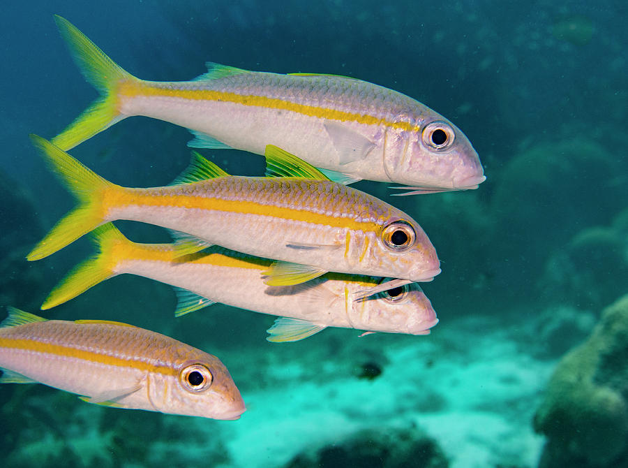 Fish Photograph - Group of Goatfish by Jean Noren
