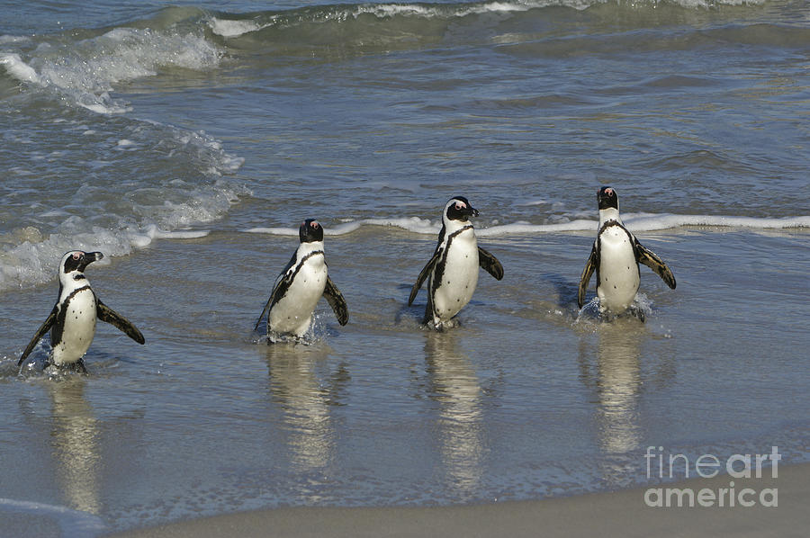 Group of Jackass Penguins Photograph by Brian Kamprath