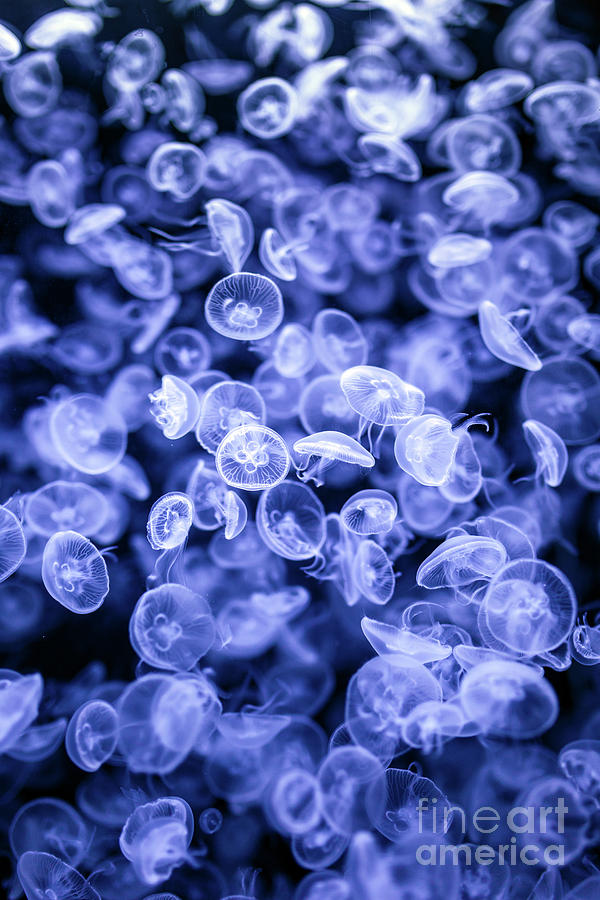 Group Of Jellyfish Photograph By Ragnar Lothbrok - Pixels