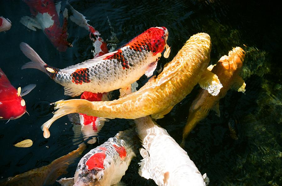 Fish Photograph - Group of Koi Fish by Dean Triolo