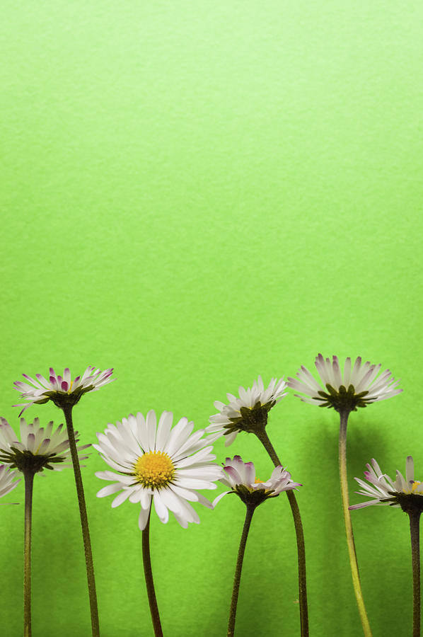 light green flowers wallpaper