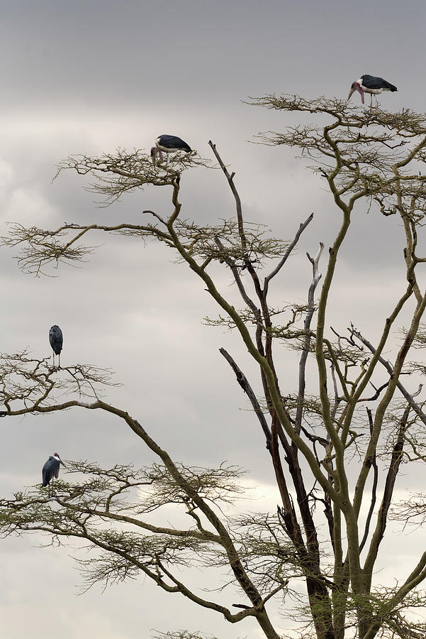Stork Photograph - Group of marabou storks on a tree by RicardMN Photography