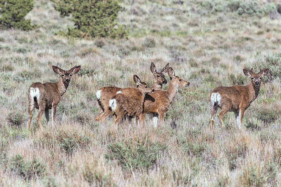 Group of Mule Deer Photograph by Belinda Greb