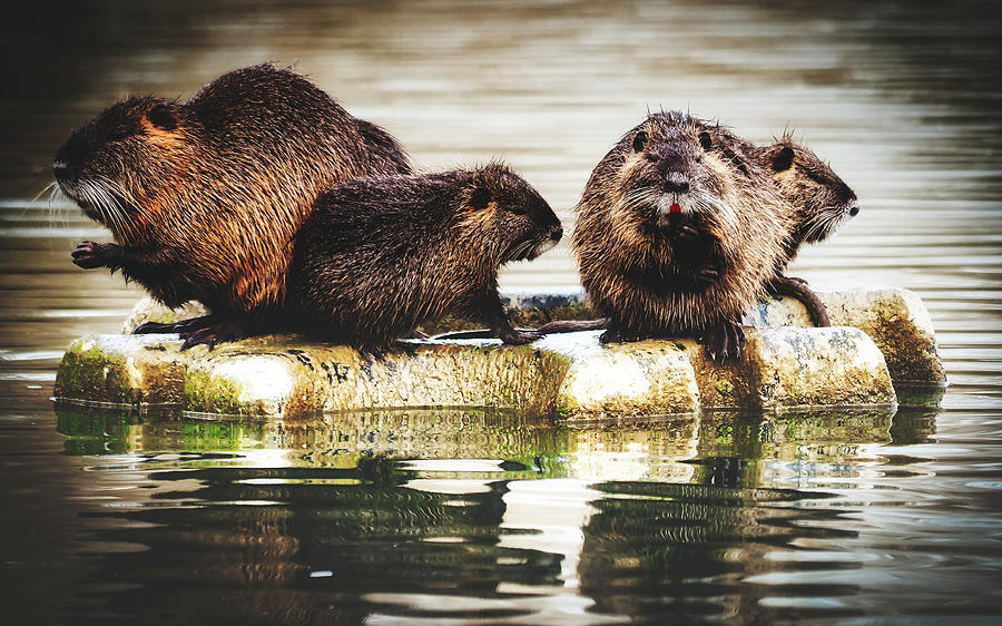 Group Of Nutria Photograph by Mountain Dreams