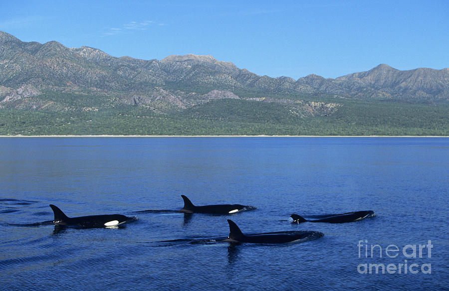 Group of Orcas Photograph by John Hyde - Printscapes
