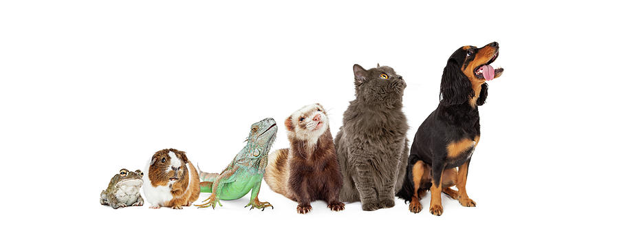 Wildlife Photograph - Group of Pets Looking Up and Side Banner by Good Focused