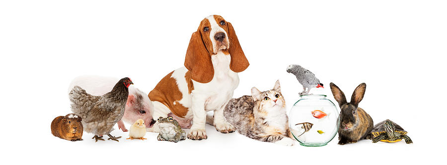 Group Of Pets Together Over White Photograph