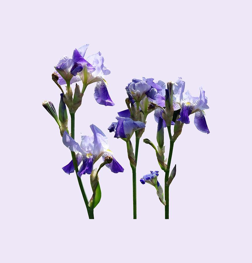 Group of Purple Irises Photograph by Susan Savad