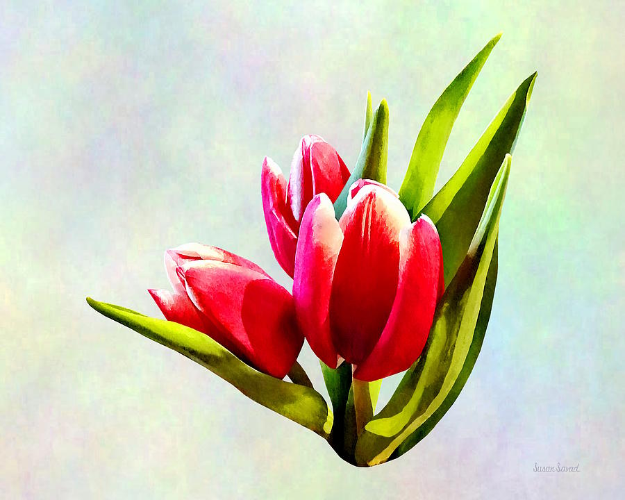 Spring Photograph - Group of Red Tulips by Susan Savad