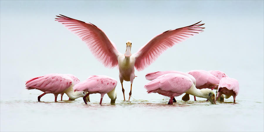 Group of Roseate Spoonbills Photograph by Juan Bahamon - Pixels