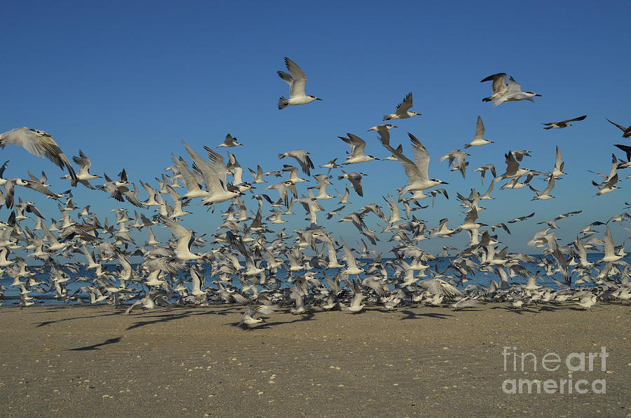 Group of Sea Birds Flying over a Florida Beach Photograph by DejaVu Designs