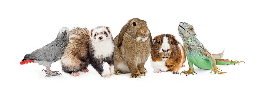 Group of Small Domestic Pets Over White Photograph by Good Focused