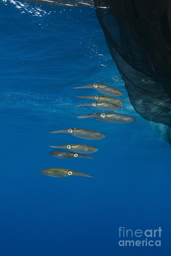 Group Of Squids In Formation Photograph by Mathieu Meur - Fine Art America