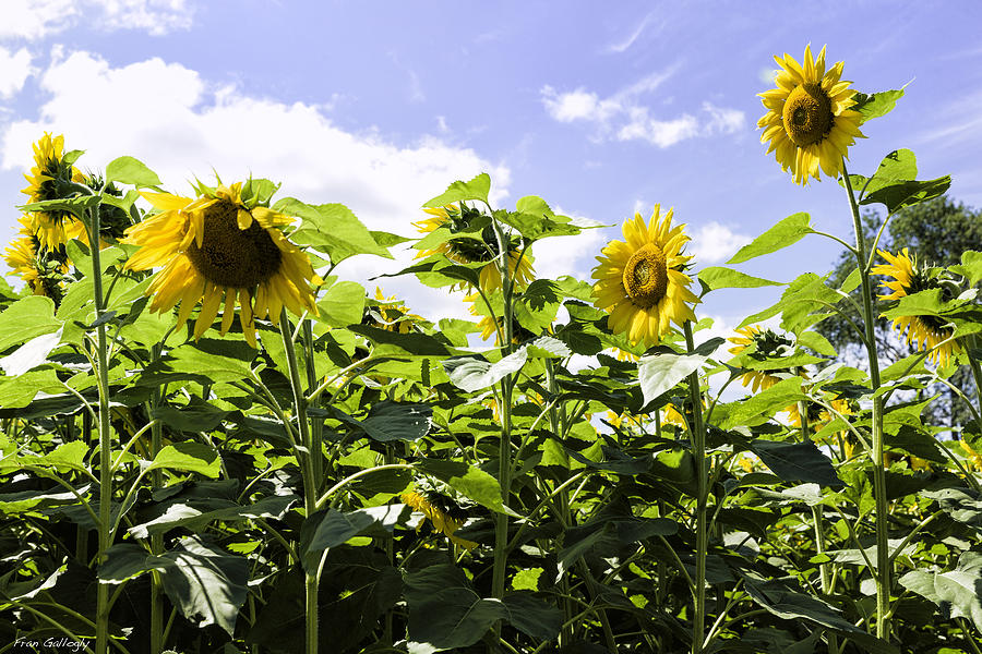 Group of sunflowers Photograph by Fran Gallogly