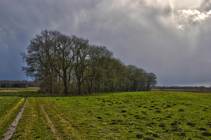 Group Of Trees Against A Dark Sky Photograph by Frans Blok