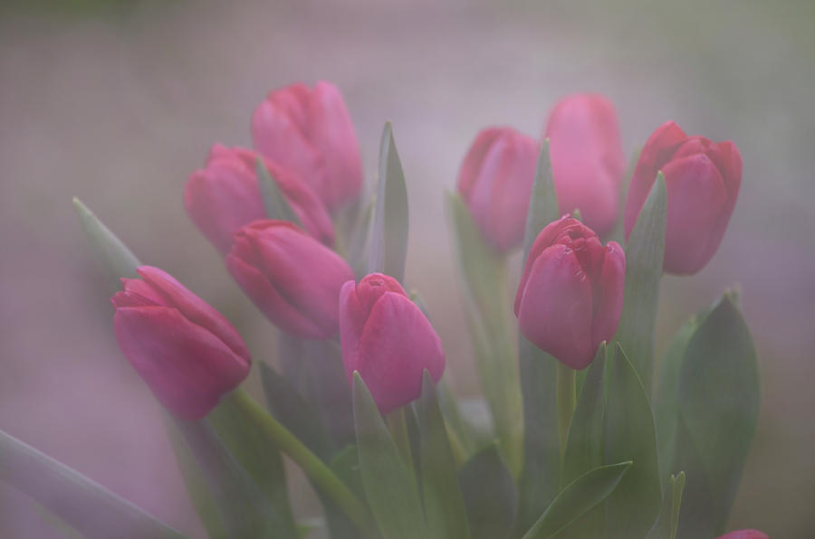 Group of Tulips Photograph by Ann Bridges