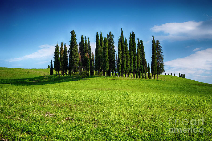 Group of Tuscan Cypress Trees  Photograph by George Oze