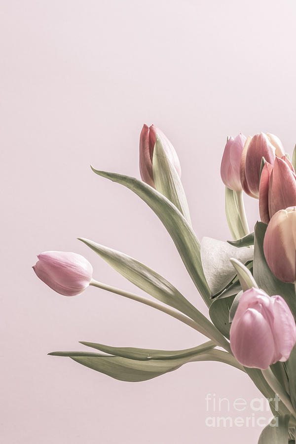 Group Of Vintage Tulips Photograph