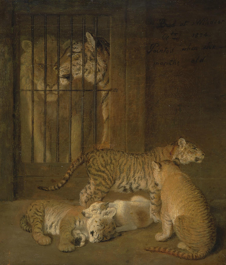 Group of Whelps Bred between a Lion and a Tigress Painting by Jacques-Laurent Agasse