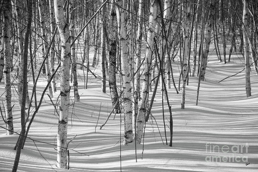 Group of White Birches Photograph by Alana Ranney