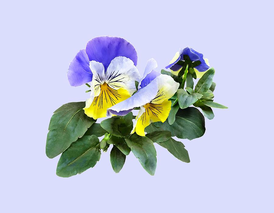 Group of Yellow and Purple Pansies Photograph by Susan Savad