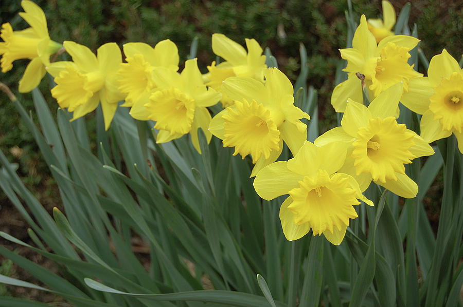 Group Of Yellow Trumpet Daffodils In The Garden Photograph by Mihaela ...