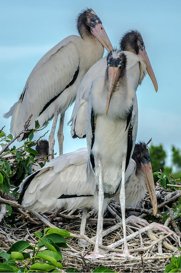 Group of young white storks Photograph by Wolfgang Stocker