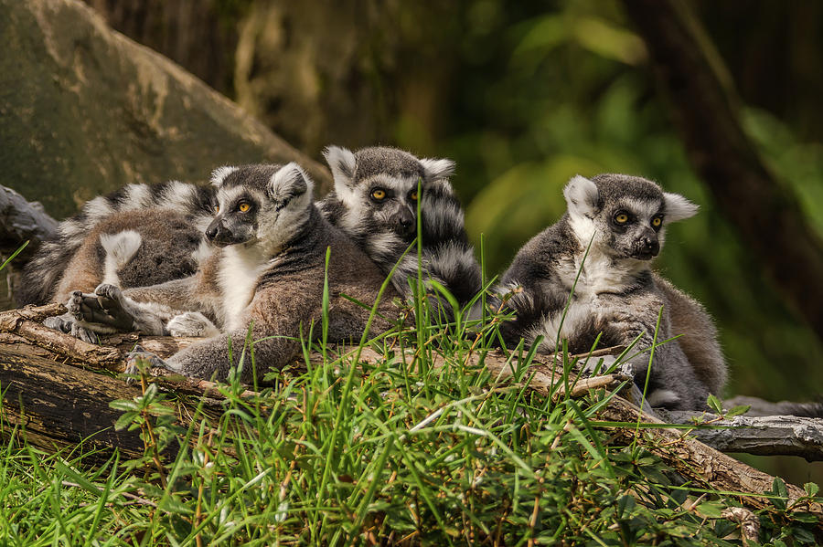 Group Portrait Of Lemurs Photograph