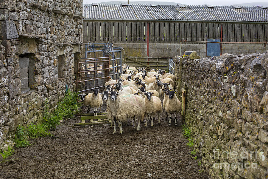 Yorkshire sheep on farm Photograph by Patricia Hofmeester