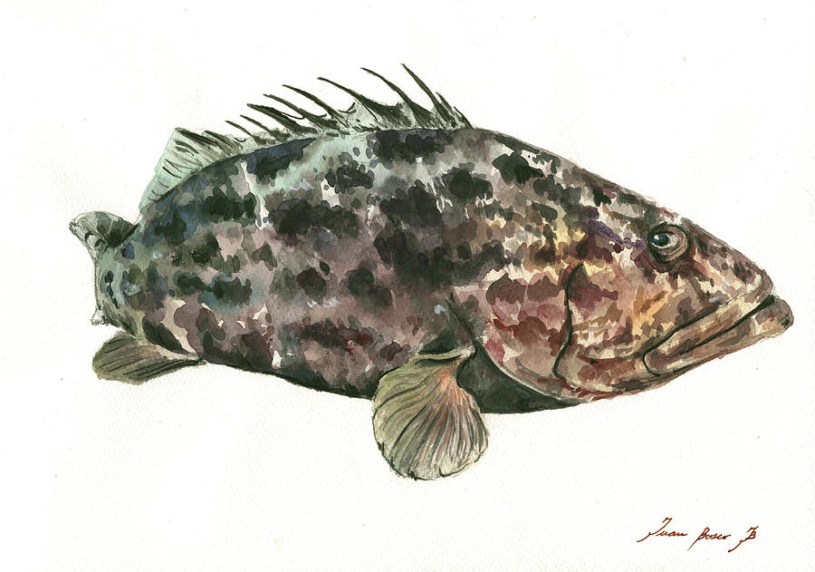 Grouper Fish Painting - Grouper Fish by Juan Bosco