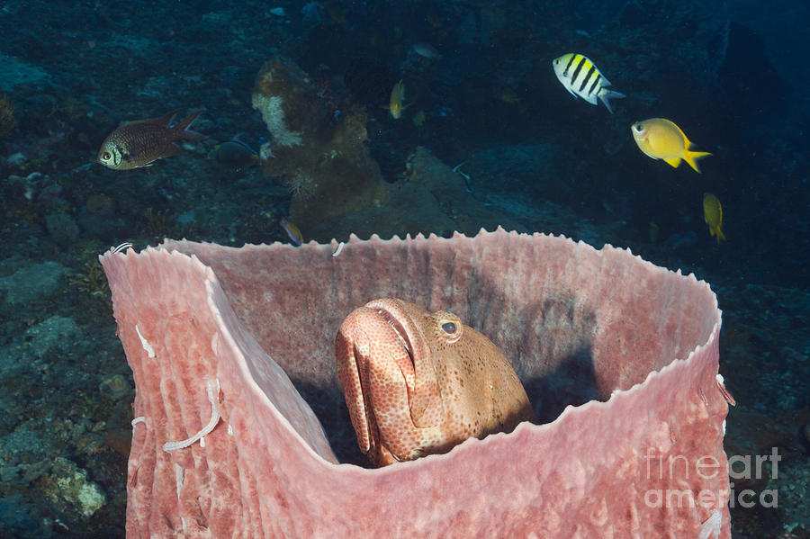 Grouper In Sponge Photograph by Reinhard Dirscherl