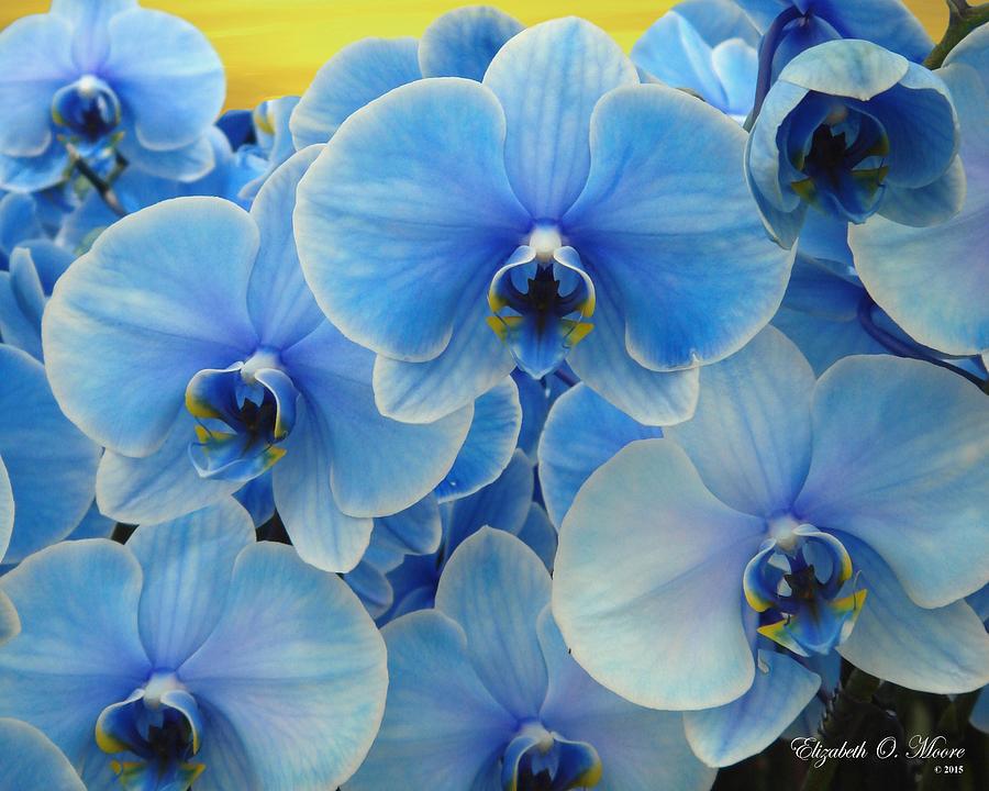 Grouping of Blue Sapphire Orchids Photograph by Elizabeth Moore