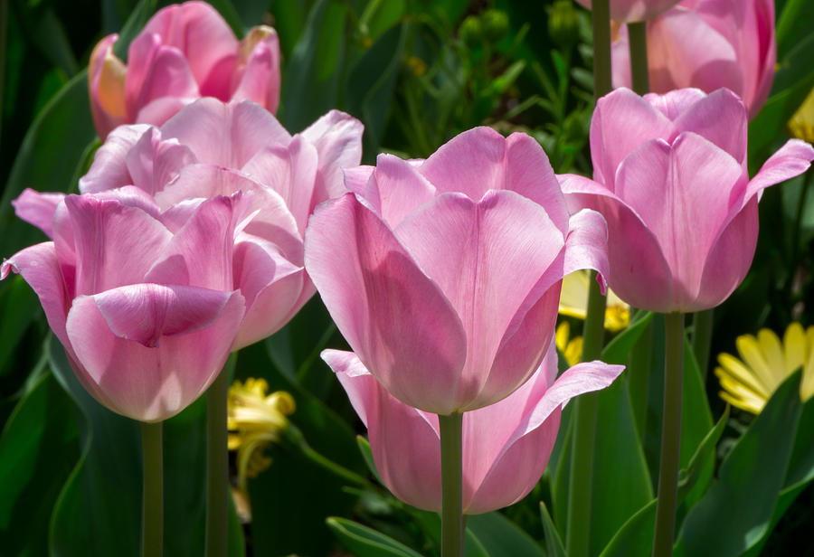 Spring Photograph - Grouping of Pink Tulips by Ken Wolter
