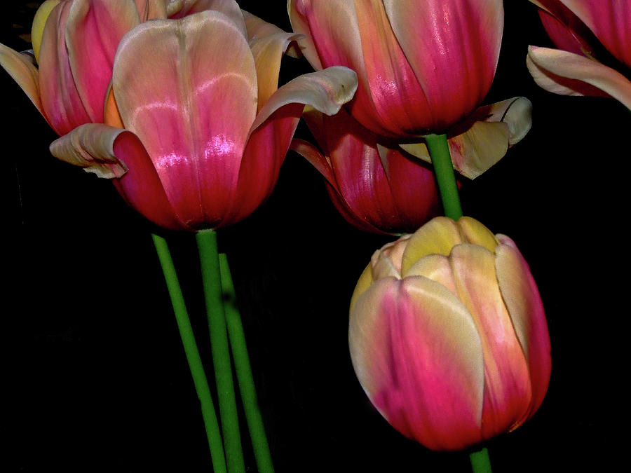 Grouping ofPink and Yellow Tulips Photograph by Frances Ann Hattier