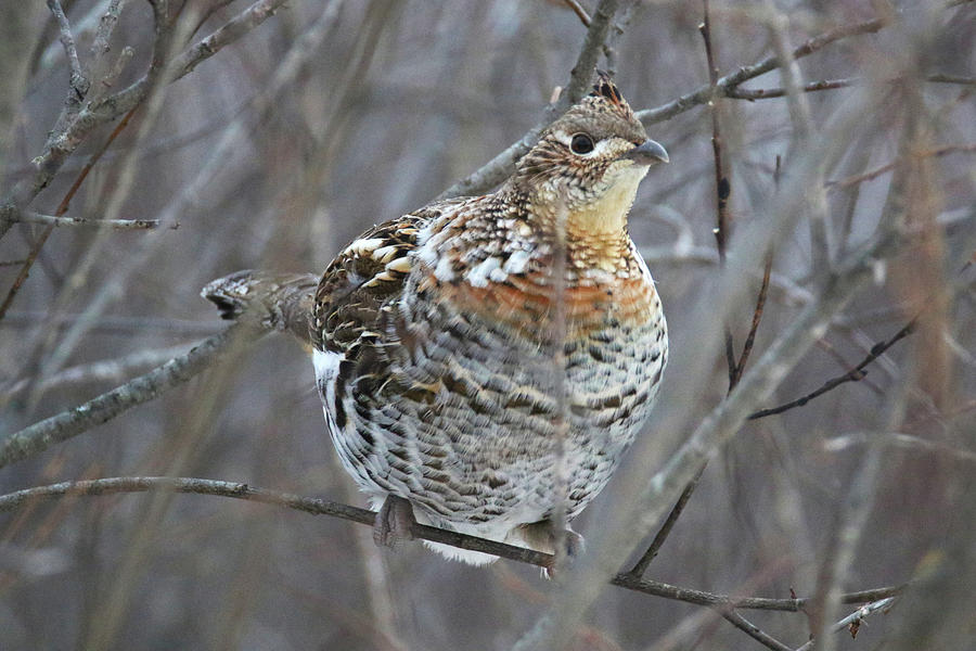 Grouse Photograph by Brook Burling