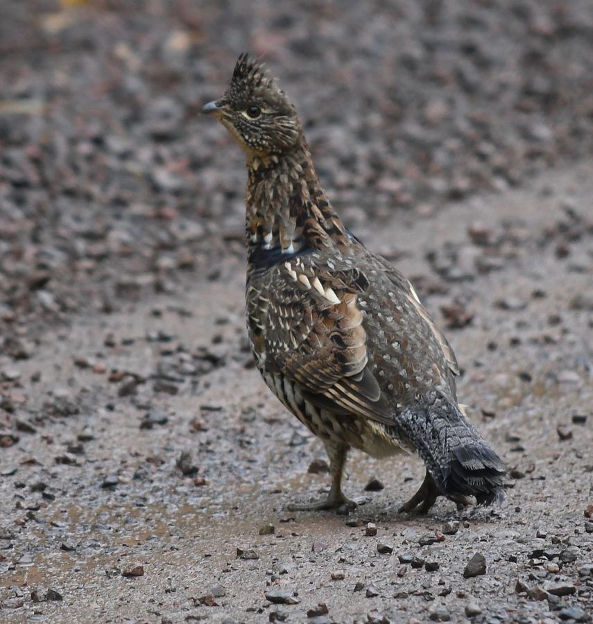 Grouse Crosses the Road Photograph by Hella Buchheim
