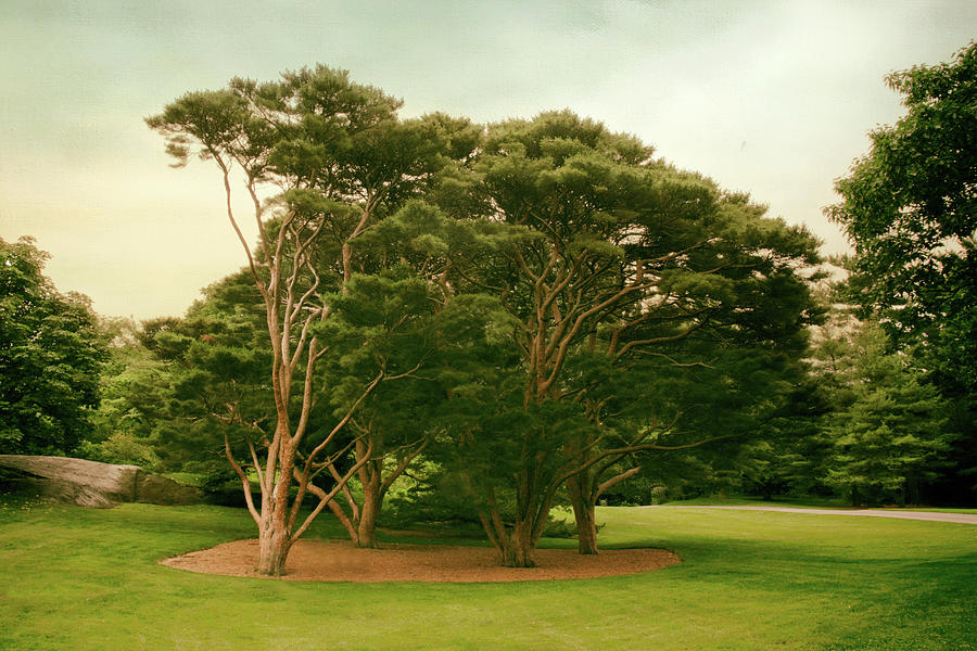 The Tanyosho Pine Grove Photograph by Jessica Jenney
