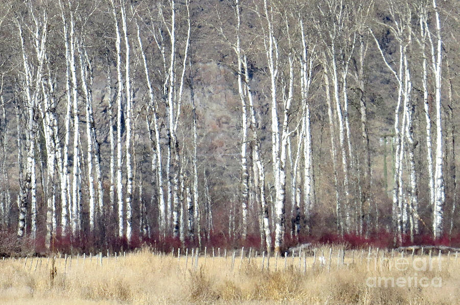 Tree Photograph - Grove of aspens by Frank Townsley