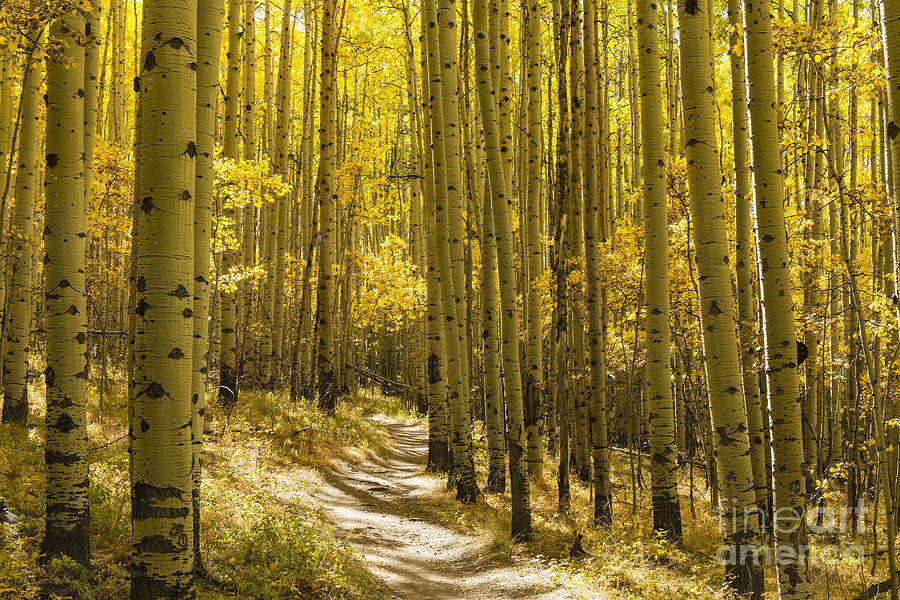 Golden hot Aspens