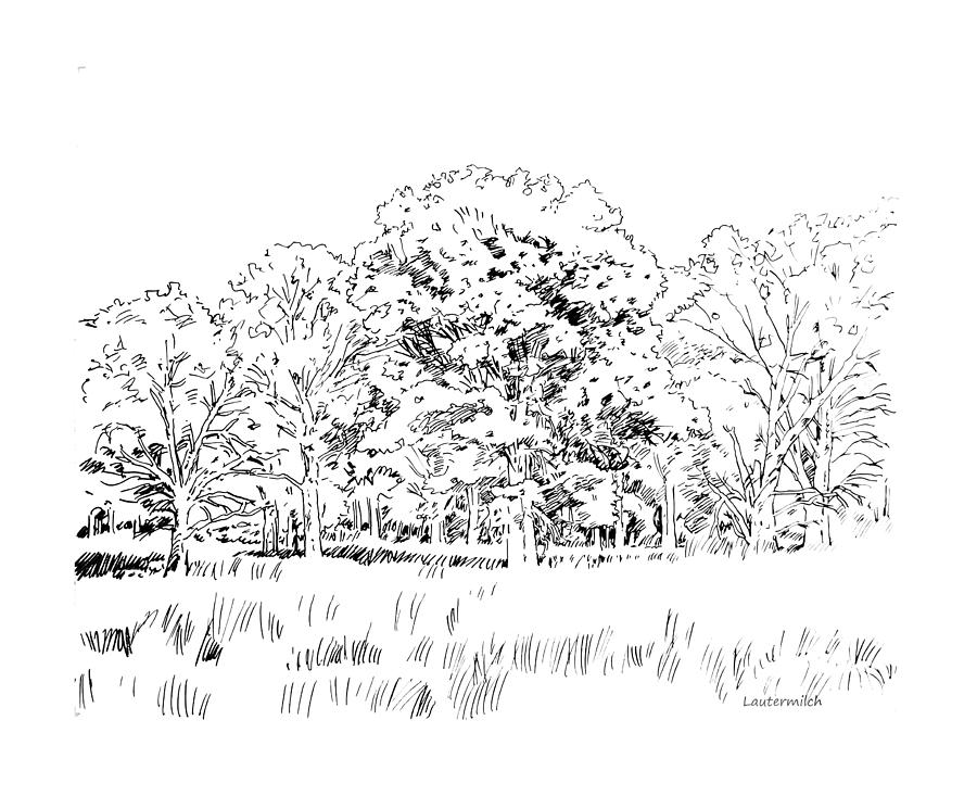 Grove of Oak Trees Drawing by John Lautermilch