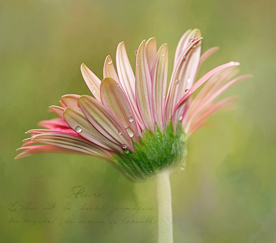Daisy Photograph - Fleurs by Lisa Comperry