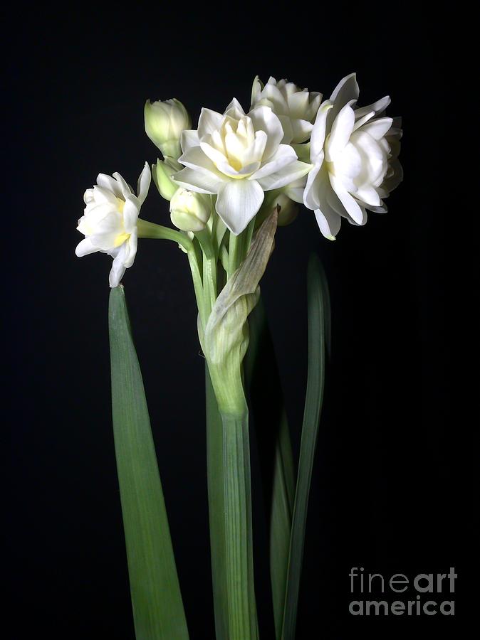 Grow Tiny Paperwhites Narcissus Photograph by Delynn Addams Photograph by Delynn Addams