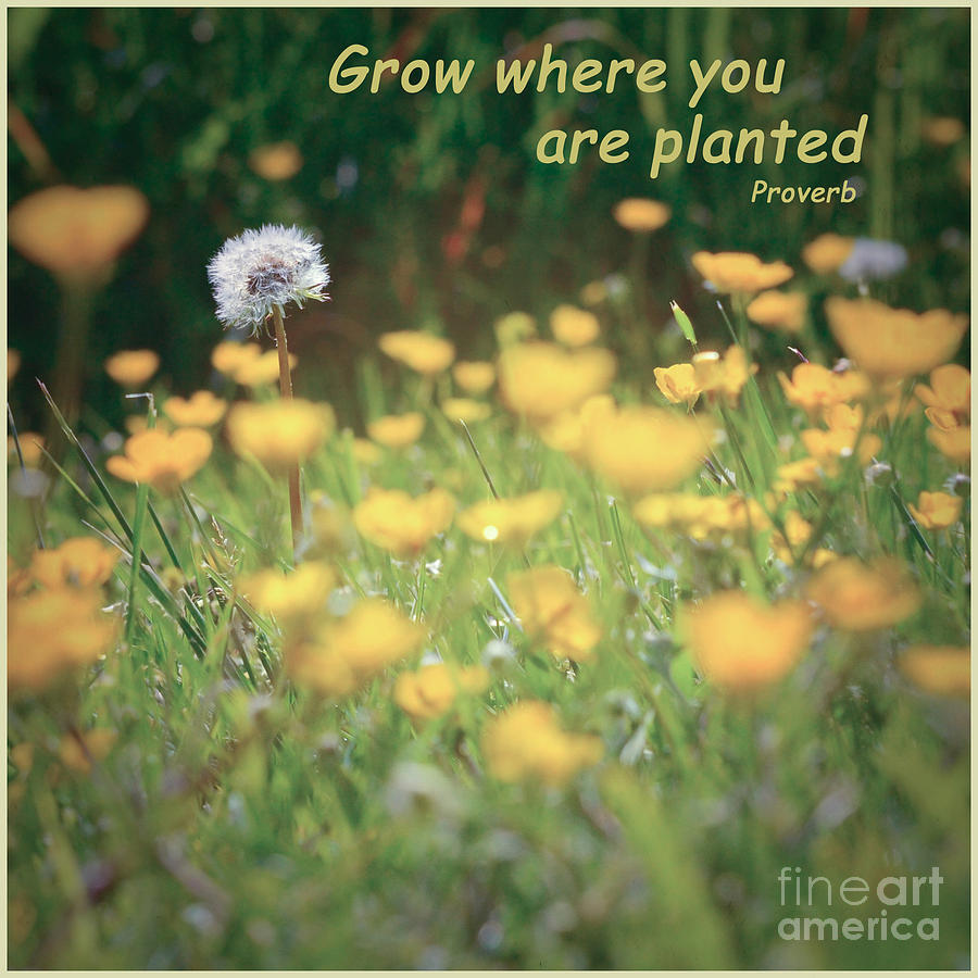 Grow Where You Are Planted Photograph by Kerri Farley