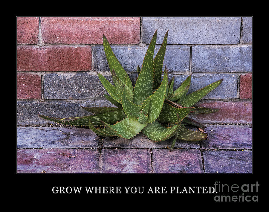 Grow Where You Are Planted Photograph by Priscilla Burgers